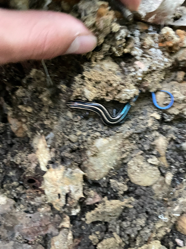 Common Five-lined Skink observed by gabrielto