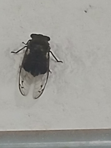 Giant Cicada