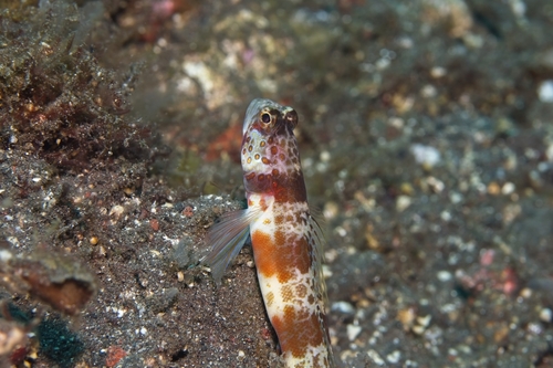 Amblyeleotris periophthalma observed 2026-10-14