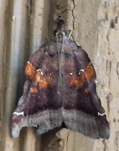 Trumpet Vine Moth