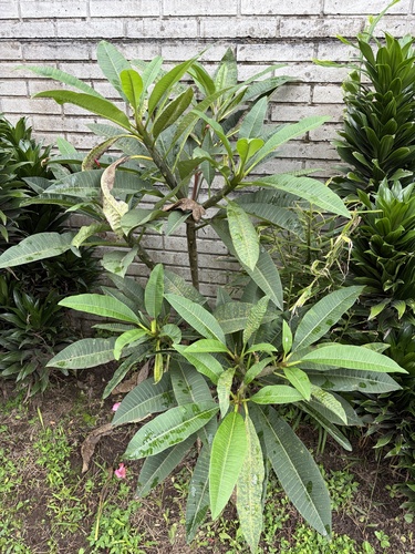 Plumeria rubra observed 2026-10-16
