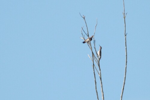 iNaturalist observation photo of Northern Flicker