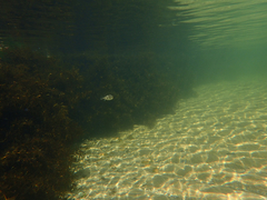 Contusus brevicaudus