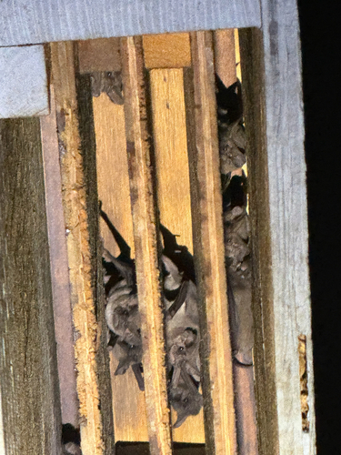 Mexican Free-tailed Bat observed by robertbentley1