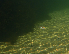 Contusus brevicaudus