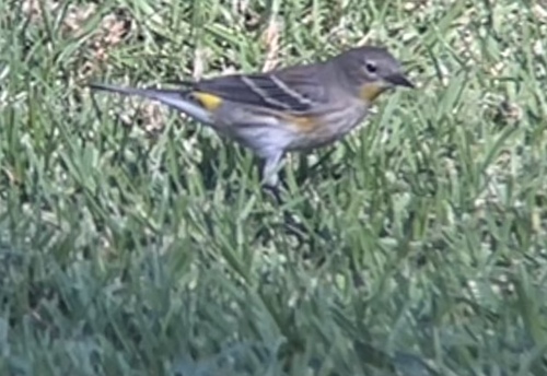 Audubon's Warbler