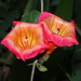 Hawaiian Sunset Vine - Photo (c) Sharon Louw, some rights reserved (CC BY-NC), uploaded by Sharon Louw