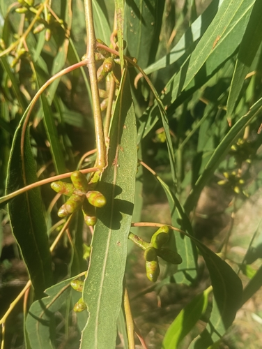 Eucalyptus goniocalyx observed 2026-10-17
