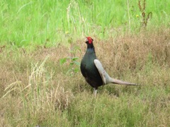 Phasianus versicolor