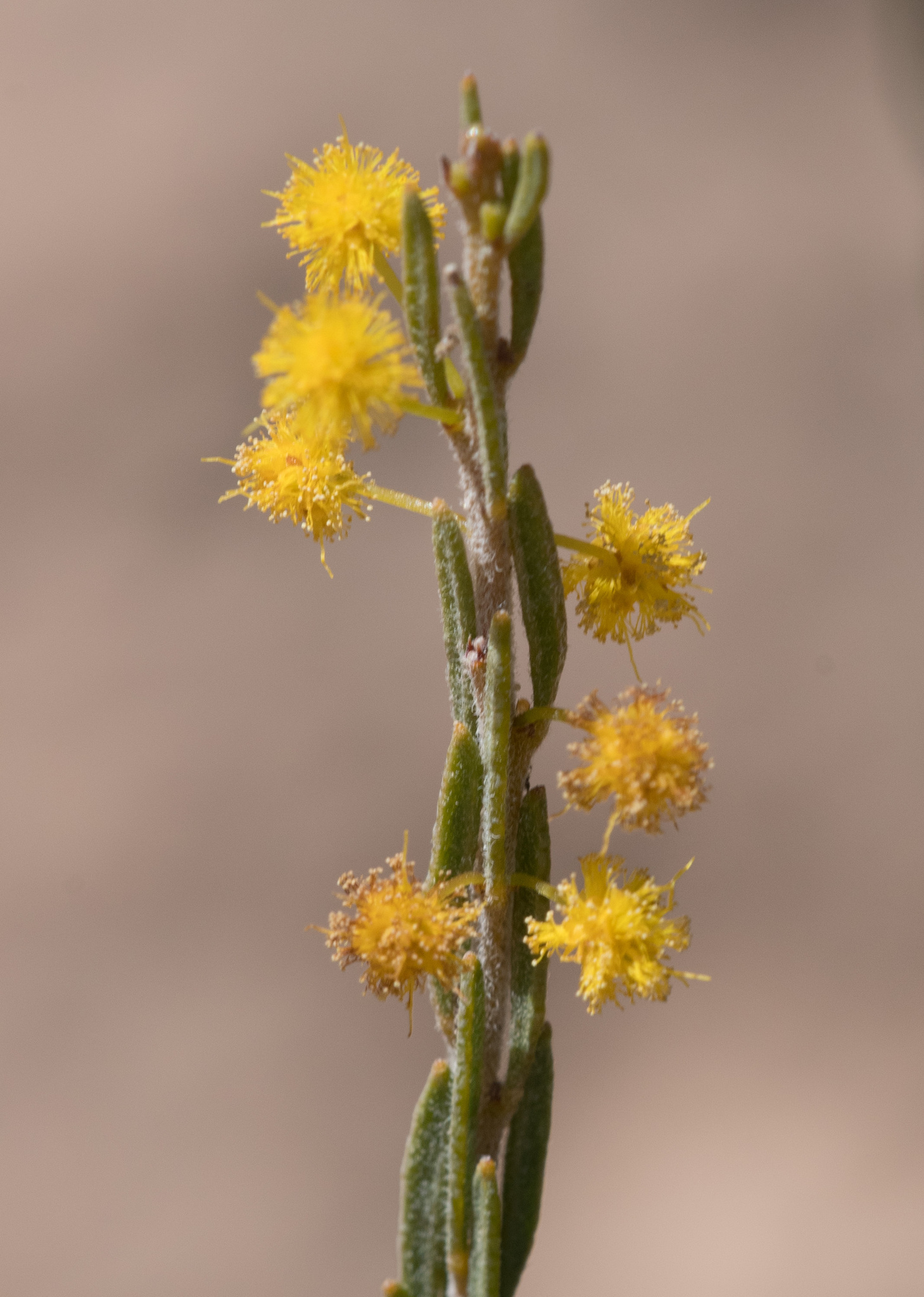 Acacia lineata