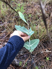 Asclepias humistrata image