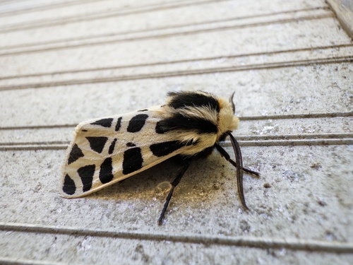 Mexican Tiger Moth