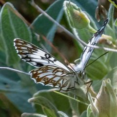 Melanargia occitanica