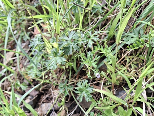 Geranium retrorsum observed 2026-10-17