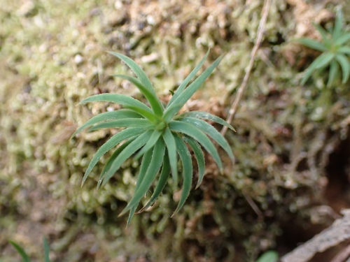 Polytrichadelphus magellanicus observed 2026-10-16