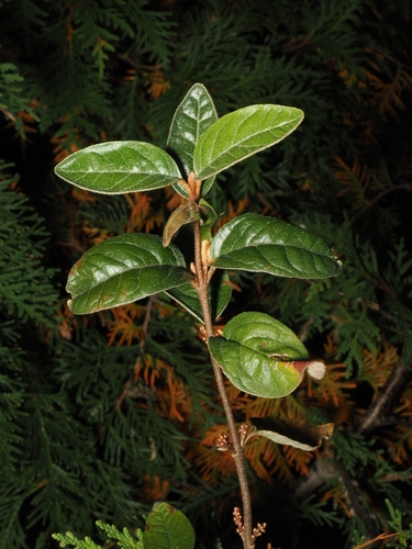 Shepherdia canadensis, 2026-10-16