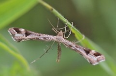 Platyptilia