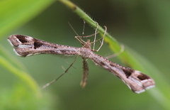 Platyptilia