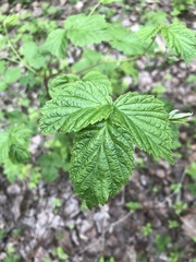 Rubus idaeus