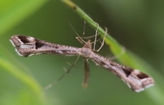 Platyptilia