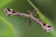 Platyptilia