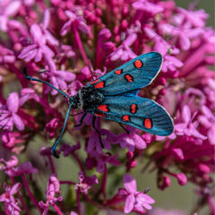 Zygaena lavandulae