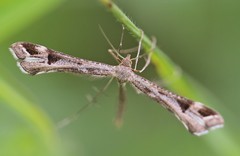 Platyptilia