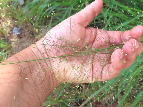 Eragrostis trichodes observed 2026-10-11