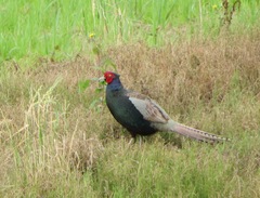 Phasianus versicolor