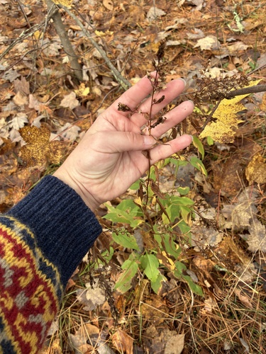 Urophyllum observed 2026-10-16