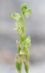 Pterostylis mutica