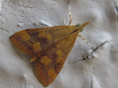 Pyrausta phoenicealis