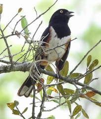 Pipilo erythrophthalmus alleni