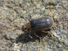 Galerucella nipponensis