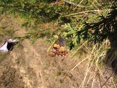 Paramacera xicaque xicaque