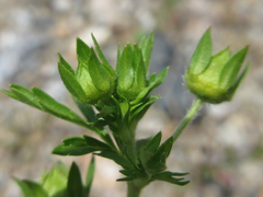 Potentilla supina