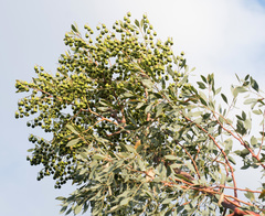 Codonocarpus cotinifolius