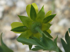 Potentilla supina