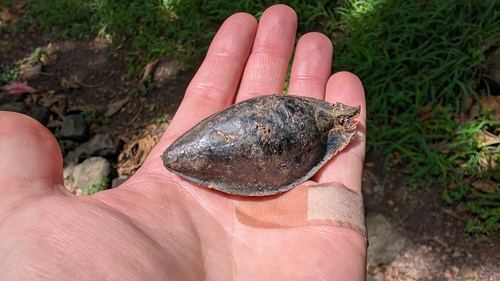 Terminalia catappa observed 2026-10-16
