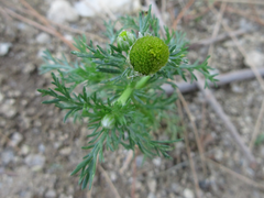 Tripleurospermum limosum