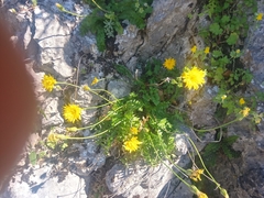 Hyoseris radiata