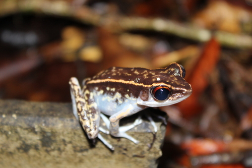 Pulchrana signata observed 2026-10-16