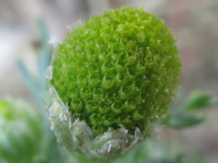 Tripleurospermum limosum