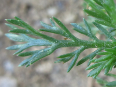 Tripleurospermum limosum