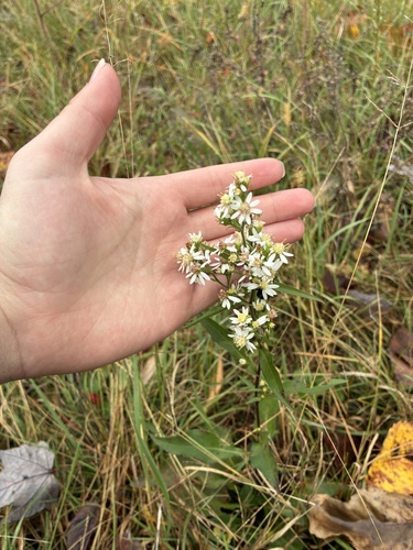 Urophyllum observed 2026-10-16