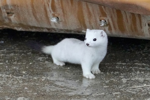 Tundra Stoat observed by nthorpe49