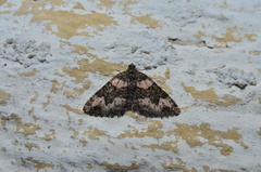 Chrysolarentia gypsomela