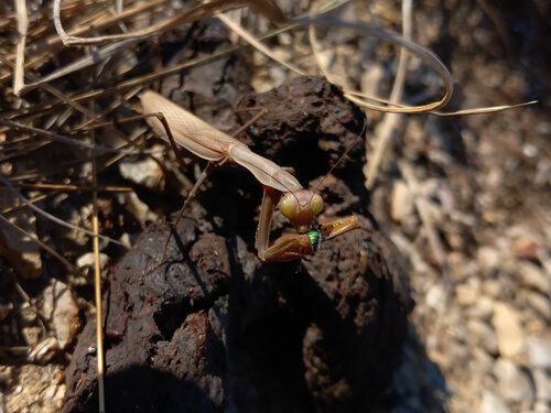 European Mantis