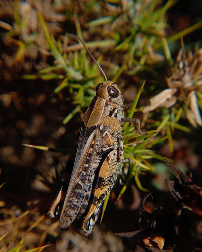 Barbary Grasshopper