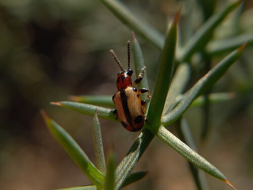 Crioceris paracenthesis